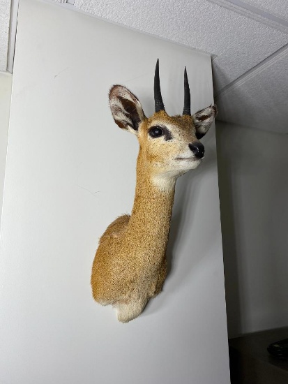Vintage African Klipspringer Taxidermy Shoulder Mount
