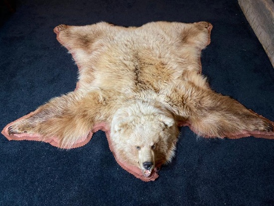 Vintage Very Large Taxidermy Grizzly Bear Rug