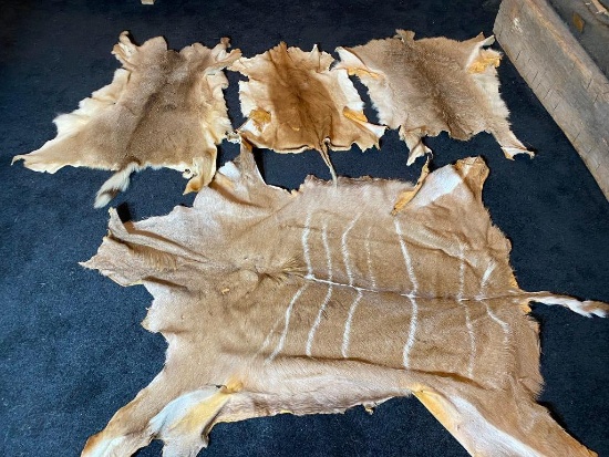 Group Lot of Assorted Pelts including African