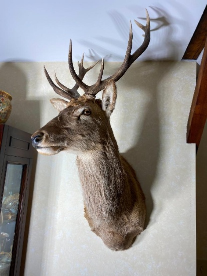 Vintage Red Stag Taxidermy Mount - Lord Spencer Estate