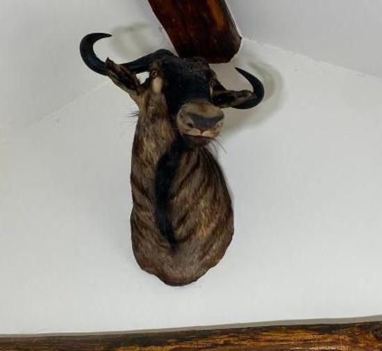 Vintage Blue Wildebeest Taxidermy Bull Mount