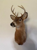 Vintage Taxidermy Deer Mount with Antlers