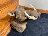 Vintage Warthog Taxidermy Mount