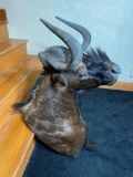 Very Large Vintage Water Buffalo Taxidermy Mount
