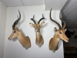 Group of 3 East African Impala Mounts