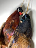 Pair of Nicely Mounted Taxidermy Pheasants