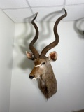 Very Large African Kudu Bull Mount - 42' high!