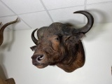 Very Large African Water Buffalo Taxidermy Mount