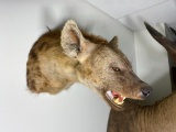 African Angry Hyena Shoulder Taxidermy Mount