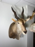 Vintage Large African Eland Bull Taxidermy Shoulder Mount