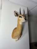 Vintage African Klipspringer Taxidermy Shoulder Mount