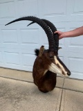 Vintage African Sable Antelope Bull Shoulder Mount