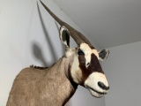 Vintage Large Size African Gemsbok Bull Taxidermy Mount