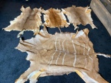 Group Lot of Assorted Pelts including African