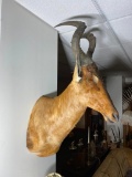 Vintage Large African Red Hartebeest Taxidermy Shoulder Mount