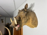 Vintage Warthog Taxidermy Mount