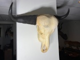 Large Vintage Water Buffalo Skull Wall Mount