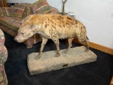 Full Body African Hyena Taxidermy Mount Nice
