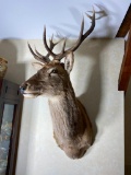 Vintage Red Stag Taxidermy Mount - Lord Spencer Estate