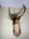 Vintage Taxidermy Fallow Deer Bull Shoulder Mount