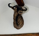 Vintage Blue Wildebeest Taxidermy Bull Mount