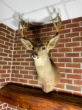 Vintage Mule Deer Taxidermy Bull Mount