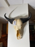 Vintage Water Buffalo Skull