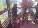 Live Plants & Cactus