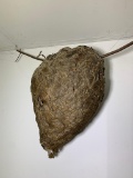Preserved Hornets Nest