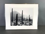 John Ward Photograph of Organ Pipe Cactus, Saguaros an Ajo Mountains, Print 10, 1978