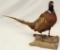 Ringneck pheasant full body mount, No Shipping