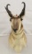 Pronghorn shoulder mount, PICK UP ONLY