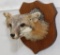 Gray Fox shoulder mount