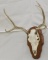 6 point European Whitetail mount