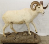 full body mount Dall Sheep on faux rock rolling