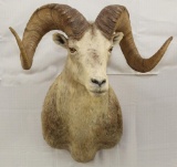 Stone Sheep shoulder mount, PICK UP ONLY