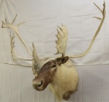 Caribou shoulder mount with 48