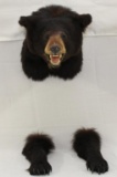 Black Bear shoulder mount with legs to appear as