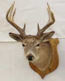 9 point Whitetail Deer shoulder mount, PICK UP