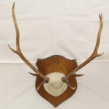 8 point Elk European mount, PICK UP ONLY