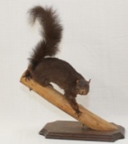 Black Squirrel full body mount