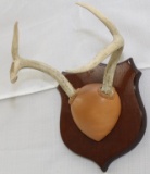 5 point European Whitetail mount