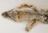 Coyote pelt, 51