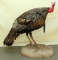 free standing full body turkey mount having