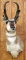 Pronghorn shoulder mount with approximately