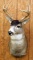 Columbian Blacktail Buck Deer shoulder mount,