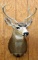 Sitka Buck Deer shoulder mount, 11 point,
