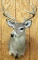 8 point Coues Deer shoulder mount,