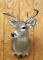 9 point Coues Deer shoulder mount,