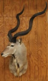 Greater Kudu shoulder mount with 39